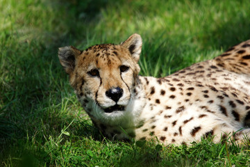 tête d'un guépard