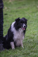 portrait of Border Collie dog on a walk in belgium