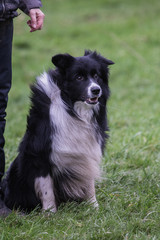 portrait of Border Collie dog on a walk in belgium