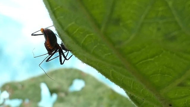 Red insect on green leaf in summer forest, macro 4k 