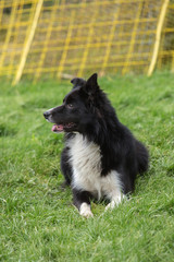 portrait of Border Collie dog on a walk in belgium