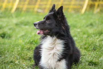 portrait of Border Collie dog on a walk in belgium