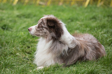 portrait of Border Collie dog on a walk in belgium - 214240523