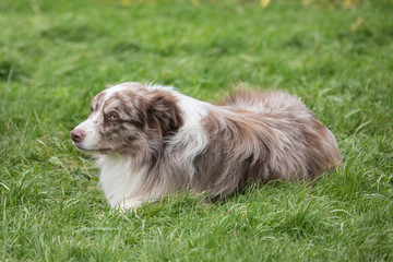 portrait of Border Collie dog on a walk in belgium