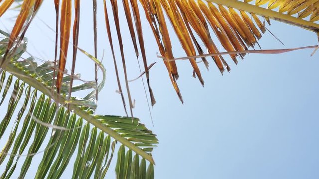 Coconut tree Bantayan Island