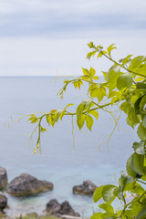 Ivy leafs at Corfu beach