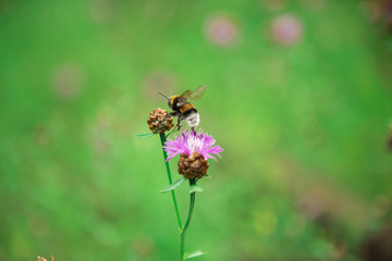 Bumblebee on a flower