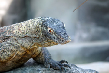 Dragon de Komodo à Pairi Daiza
