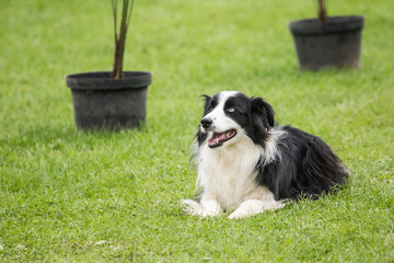 Fototapeta premium portrait of Border Collie dog on a walk in belgium