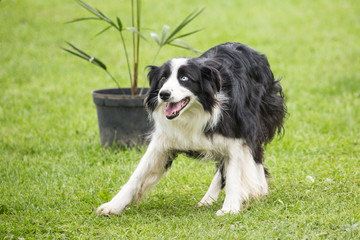 portrait of Border Collie dog on a walk in belgium