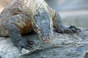 Varan de Komodo