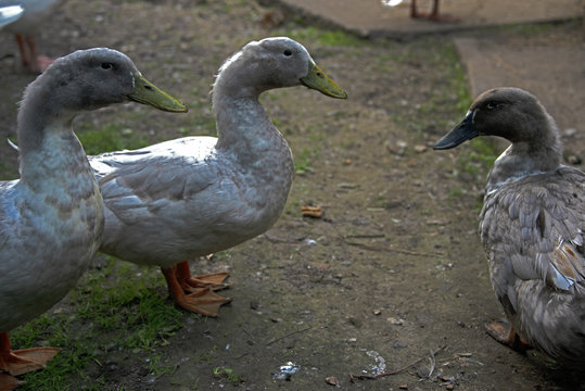 ANIMALS - home ducks