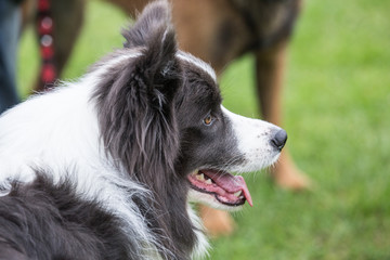 portrait of Border Collie dog on a walk in belgium