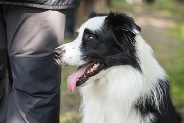 portrait of Border Collie dog on a walk in belgium