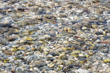 Sea pebbles visible at the bottom of the sea through the clear water.