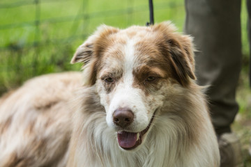 portrait of Border Collie dog on a walk in belgium
