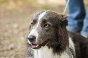 portrait of Border Collie dog on a walk in belgium