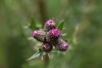 Ackerkratzdistel Knospe, Nahaufnahme