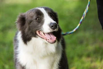 portrait of Border Collie dog on a walk in belgium