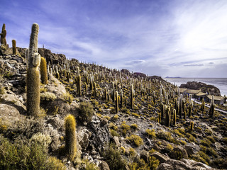 Panoramic scenery of Cactus Island Isla Incahuasi Uyuni Bolivia