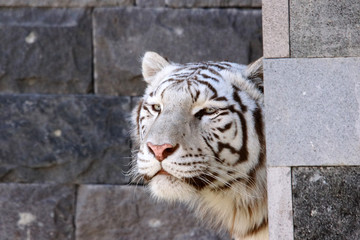 regard d'un superbe tigre blanc du Bengale