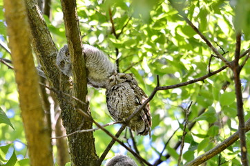Young Eastern Screech Owls - Owlets