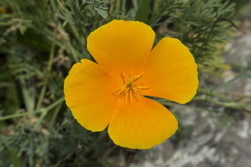 Lone California sunlight poppy orange flower