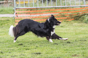 portrait of Border Collie dog on a walk in belgium
