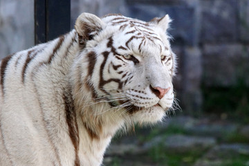 Regard bleu d'un tigre blanc du Bengale