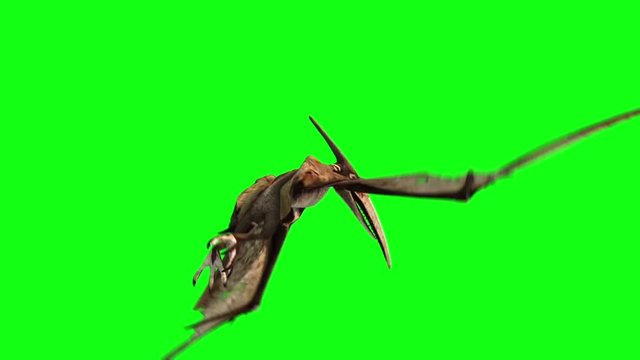 Pteranodon Dinosaurs Fly Attacks Dies Green Screen Markers 3D Rendering