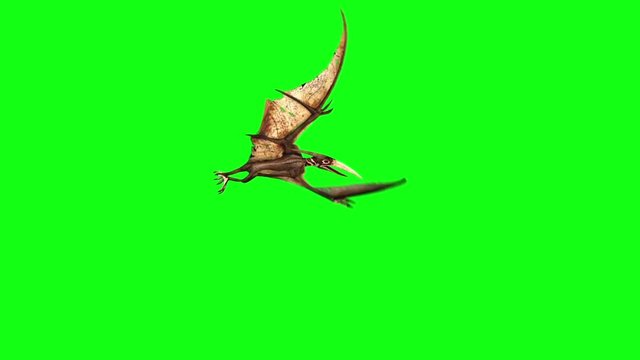 Pteranodon Dinosaurs Fly Side Green Screen 3D Rendering Animation