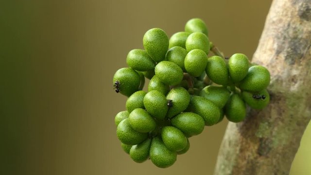 Black ant walking through the herb yanang tree look for food.4k