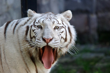 Tigre blanc passant la langue