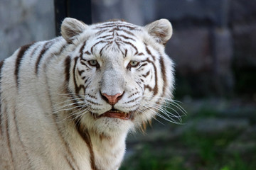 tigre blanc et ses yeux bleus
