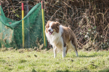 portrait of Border Collie dog on a walk in belgium