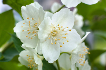 Obraz na płótnie Canvas flowers of jasmine