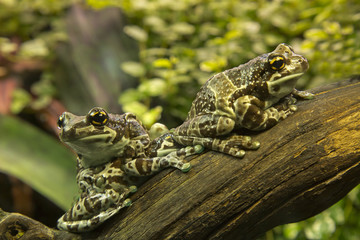 Amazon milk frog (Trachycephalus resinifictrix).