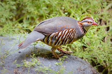 A barbary partridge, the national bird of Gibraltar and a native of north Africa, stands perched on a rock surrounded by plants in Tenerife, Canary Islands.