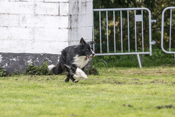 portrait of Border Collie dog on a walk in belgium