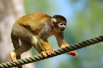 Sapajou sur une corde