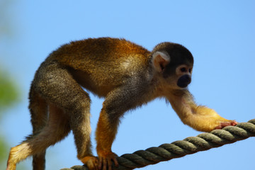 Singe Saïmiri en train de courir