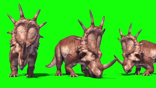 Group of Styracosaurus Triceratops Eat Dinosaurs Jurassic Green Screen