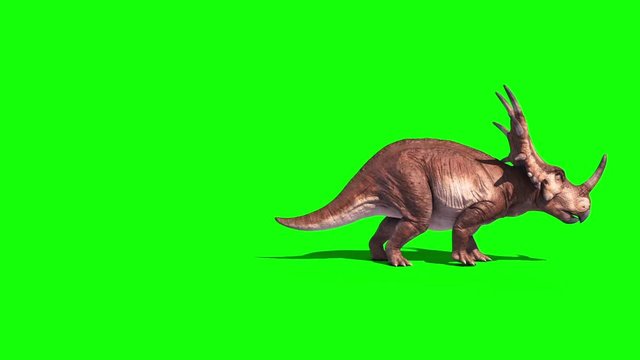 Styracosaurus Triceratops Attack Side Dinosaurs Jurassic Green Screen