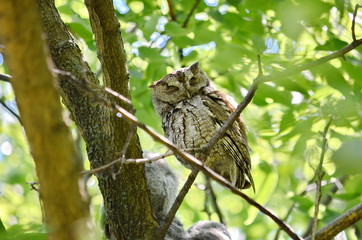 Eastern Screech Owl 