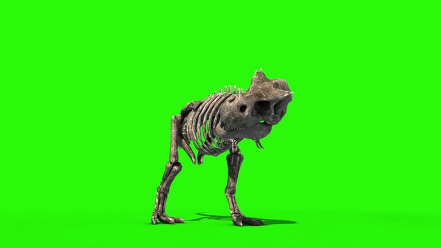 TRex Skeleton Attack Front Jurassic World 3D Rendering green Screen