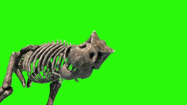 TRex Skeleton Attack Close Up Jurassic World 3D Rendering green Screen