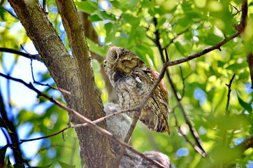 Eastern Screech Owl 