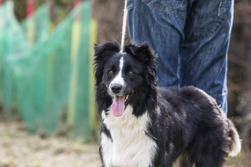 portrait of Border Collie dog on a walk in belgium