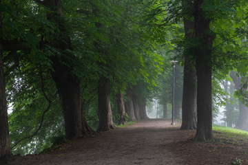 Obraz premium Walking path with diverse selection of trees on both sides with the morning mist in Toompark, Tallinn, Estonia