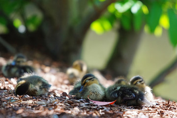 poussins © JC DRAPIER